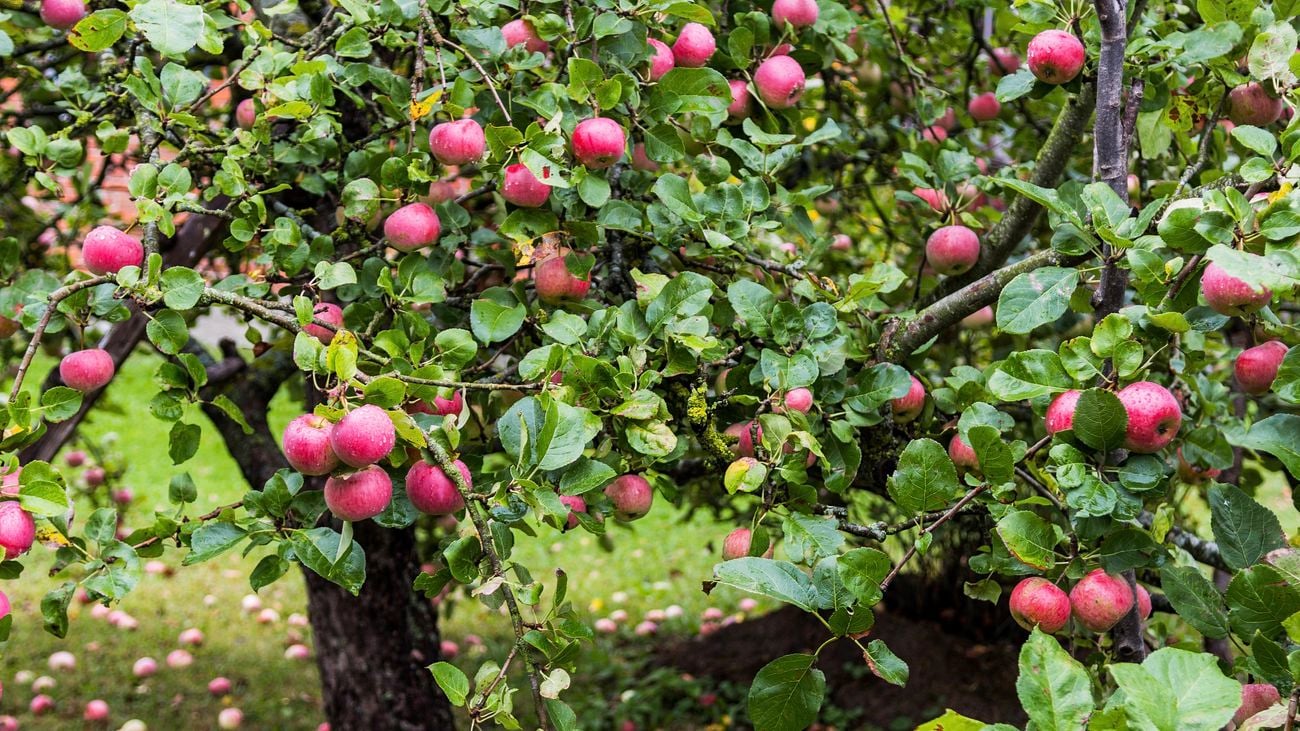 Apple tree growing in backyard.