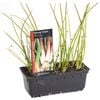 Spring Onion Red Legs Punnet - Allium fistulosom
