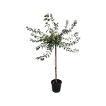 30L Japanese Crab Apple - Malus floribunda