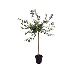 30L Japanese Crab Apple - Malus floribunda