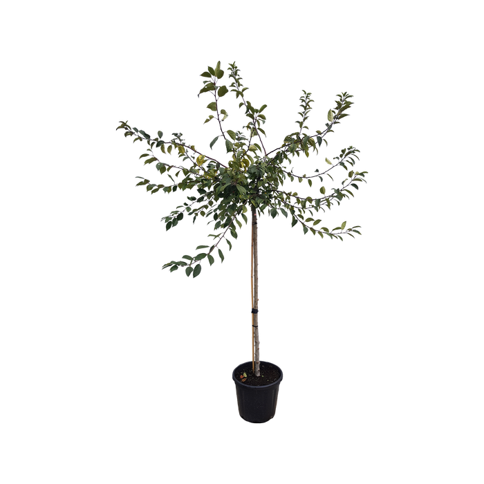 30L Japanese Crab Apple - Malus floribunda