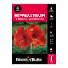 Bloomin Bulbs Hippeastrum Orange Sovereign - 1 Pack