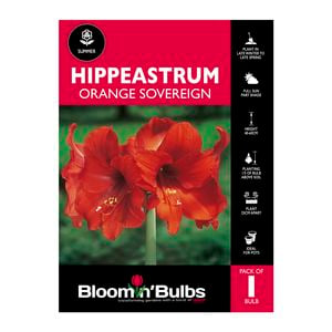Bloomin Bulbs Hippeastrum Orange Sovereign - 1 Pack