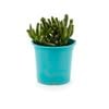 105mm Bright and Easy Lady Fingers - Crassula Argenta Gollum
