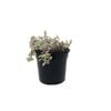 120mm Pink Panther Turtle Vine - Callisia repens