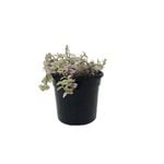 120mm Pink Panther Turtle Vine - Callisia repens
