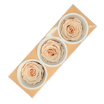 Blooms of Joy 6cm Almond Cream Rose 3 Pack