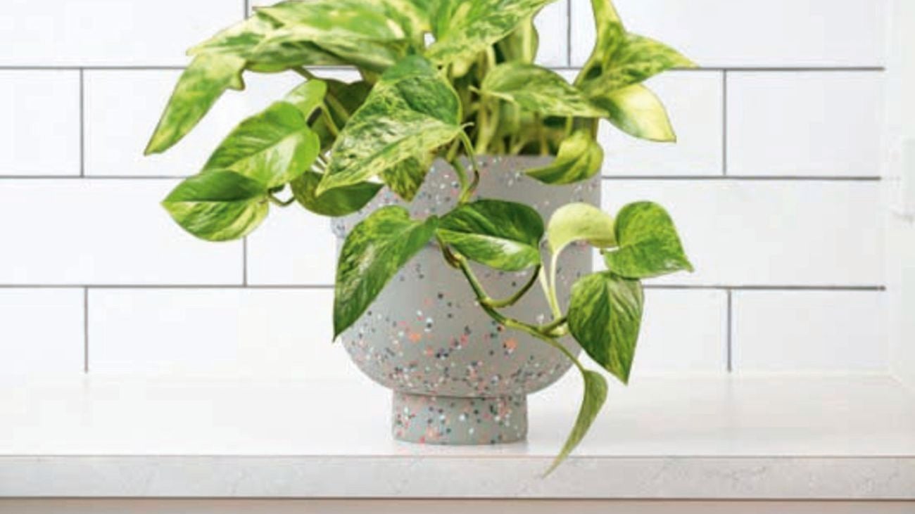 Devil’s ivy plant in a speckled indoor pot.