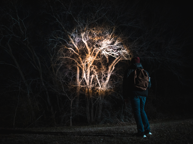 Person pointing spotlight at a group of trees.