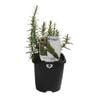 125mm Rosemary - Rosemarinus officinalis - Food For Life Range