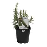125mm Rosemary - Rosemarinus officinalis - Food For Life Range