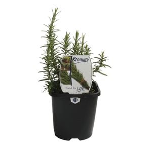 125mm Rosemary - Rosemarinus officinalis - Food For Life Range