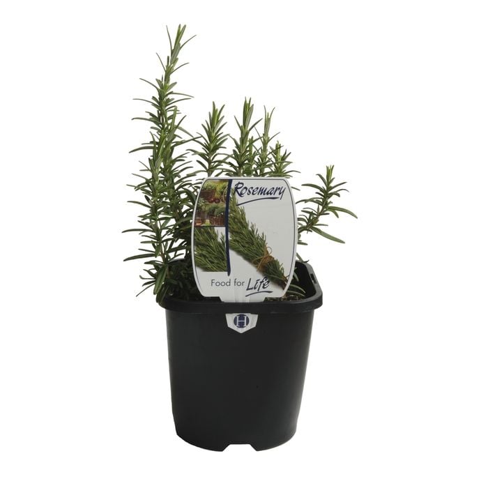 125mm Rosemary - Rosemarinus officinalis - Food For Life Range