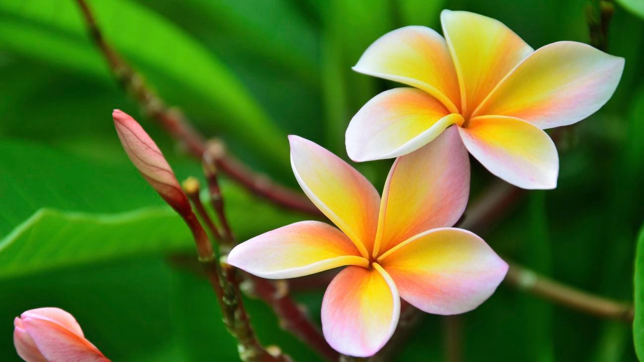 Yellow, pink and white frangipani flowers