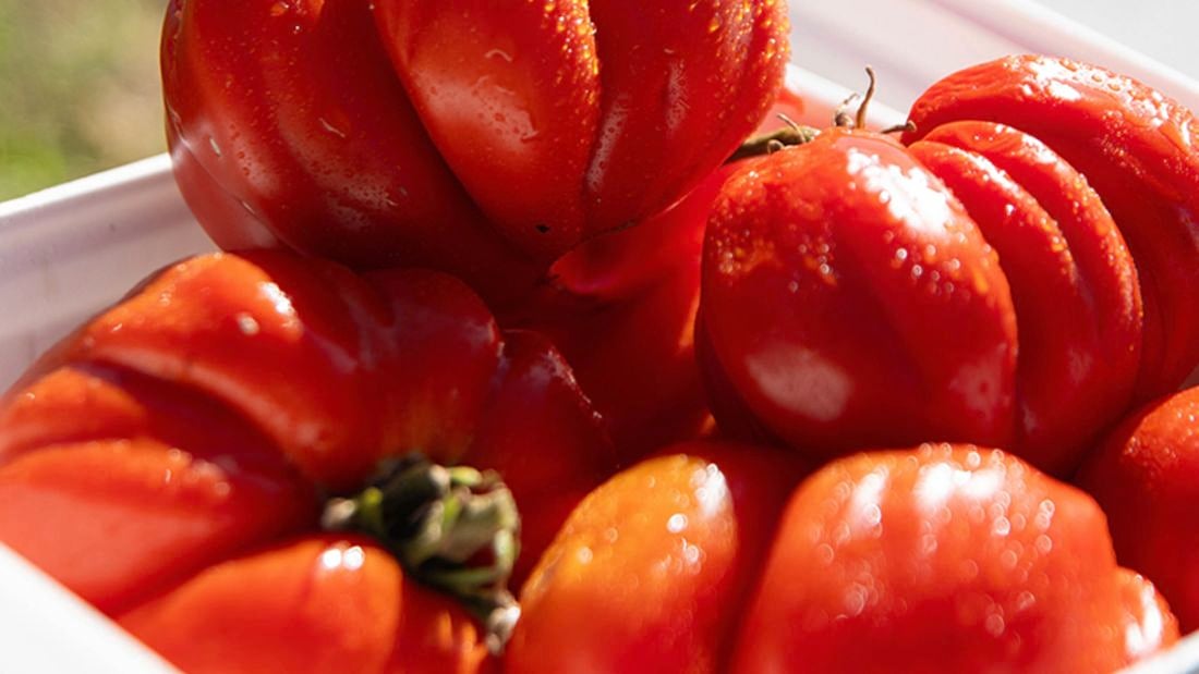 A container full of Tomato Costoluto Genovese.