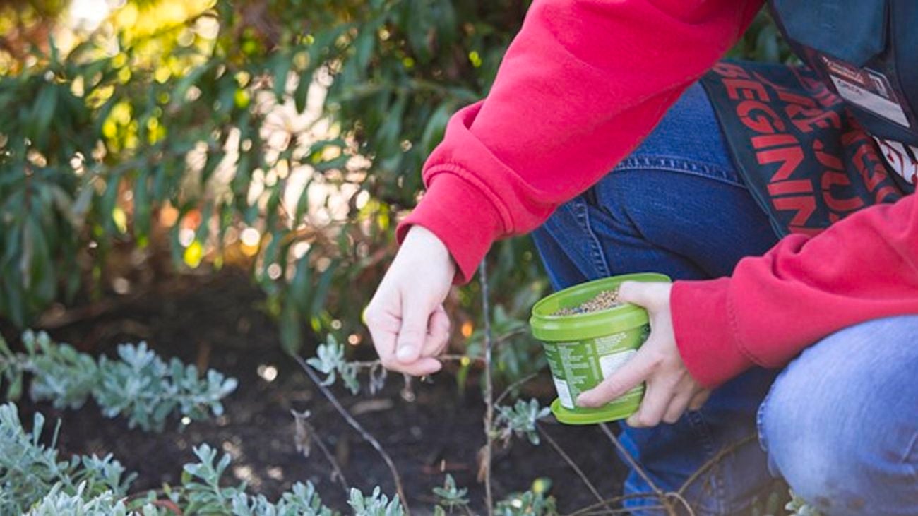 Person fertilising garden.
