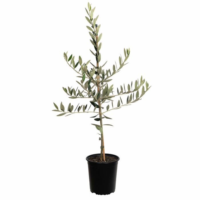 Plant Olive Pendolino 3.5l