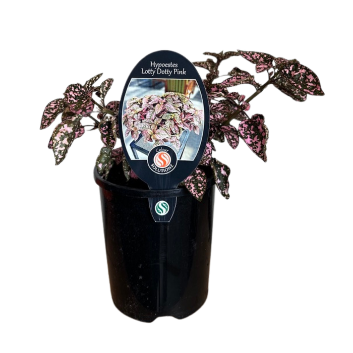 14cm Polka Dot Plant - Hypoestes phyllostachya 'Lotty Dotty Pink'