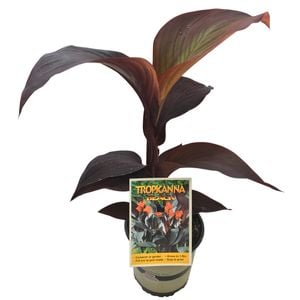 2.5L Canna Lily - Canna tropicanna