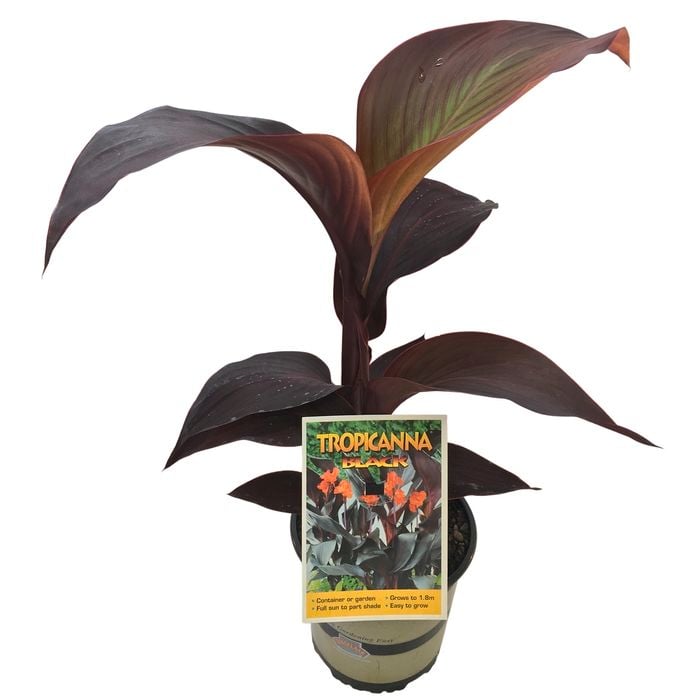 2.5L Canna Lily - Canna tropicanna