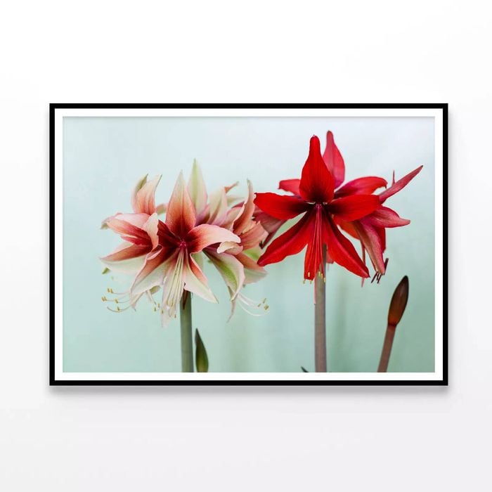 A Group of Red Lily Flowers  Print 100% Australian Made 90x60cm  (Poster)