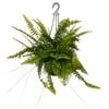 200mm Boston Fern - Nephrolepis exaltata