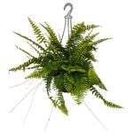 200mm Boston Fern - Nephrolepis exaltata