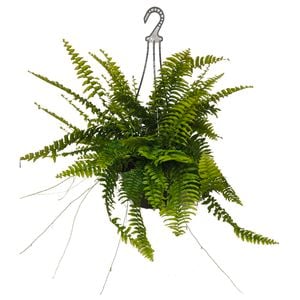 200mm Boston Fern - Nephrolepis exaltata