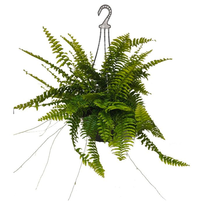 200mm Boston Fern - Nephrolepis exaltata