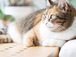 Black, brown and white coloured cat lying on its side looking left of the image.