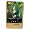 Yarra Valley Bulbs Polygonatum Multiflorum - 3 Pack