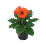 1.5L Gerbera - Asteraceae