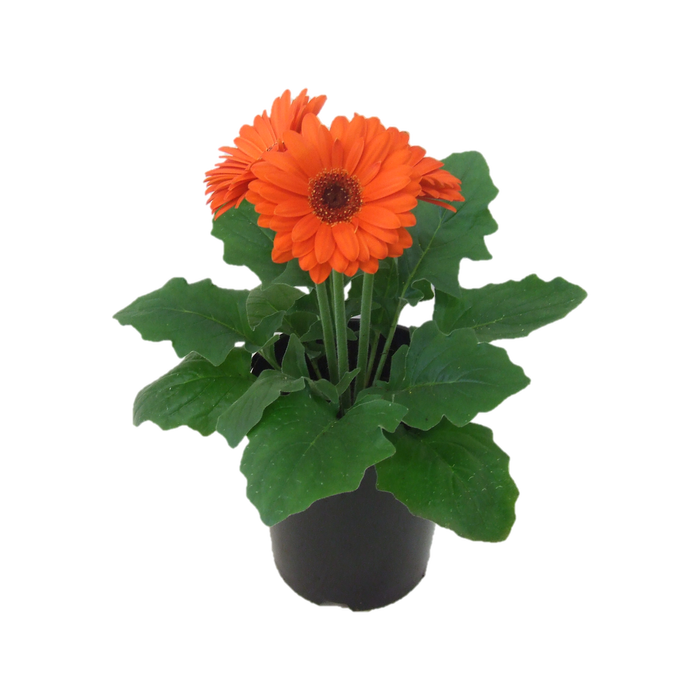 1.5L Gerbera - Asteraceae