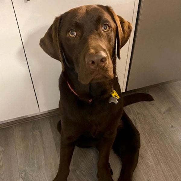 Chip the chocolate labrador.