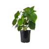 200mm Homalomena Maggie - Homalomena rubescens