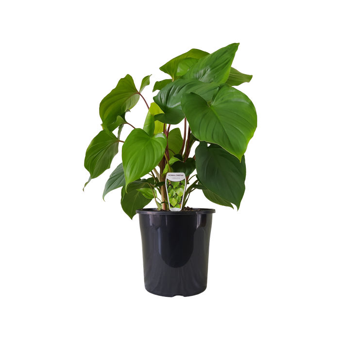 200mm Homalomena Maggie - Homalomena rubescens