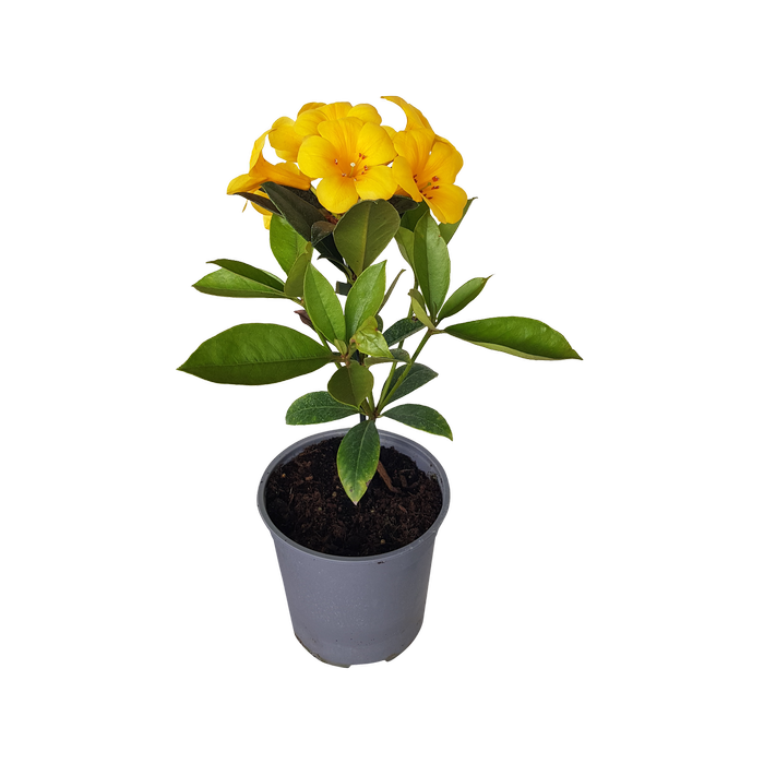 2 Vireya Gilded Sunrise - Rhododendron vireya