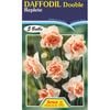 Daffodil Replete - 5 Bulbs