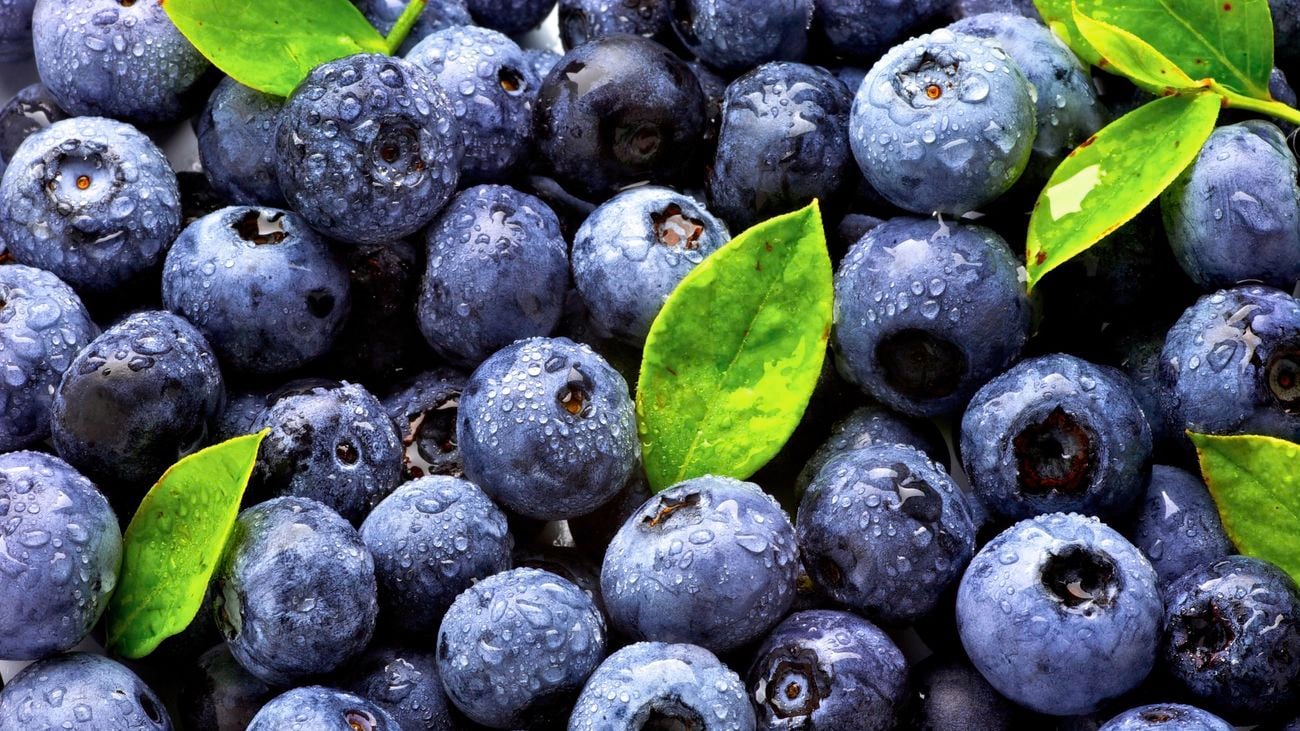Close up of harvested blueberries