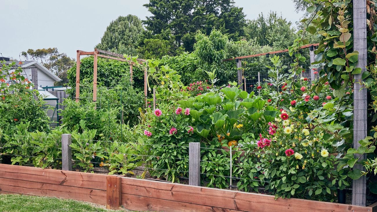 A garden with raised wooden beds containing various plants, flowers and trellises, surrounded by trees.