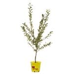 250mm Mariposa Plum - Prunus salicina