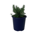 1L Rosemary Chefs Choice - Rosmarinus officinalis