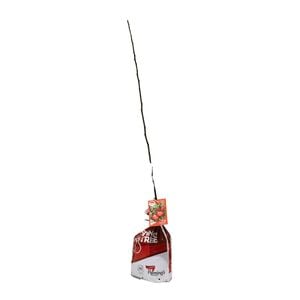 250mm Apple Pixie Crunch - Malus domestica