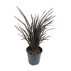1.9L Phormium Black Magic - Phormium