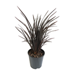 1.9L Phormium Black Magic - Phormium