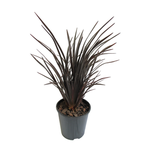 1.9L Phormium Black Magic - Phormium
