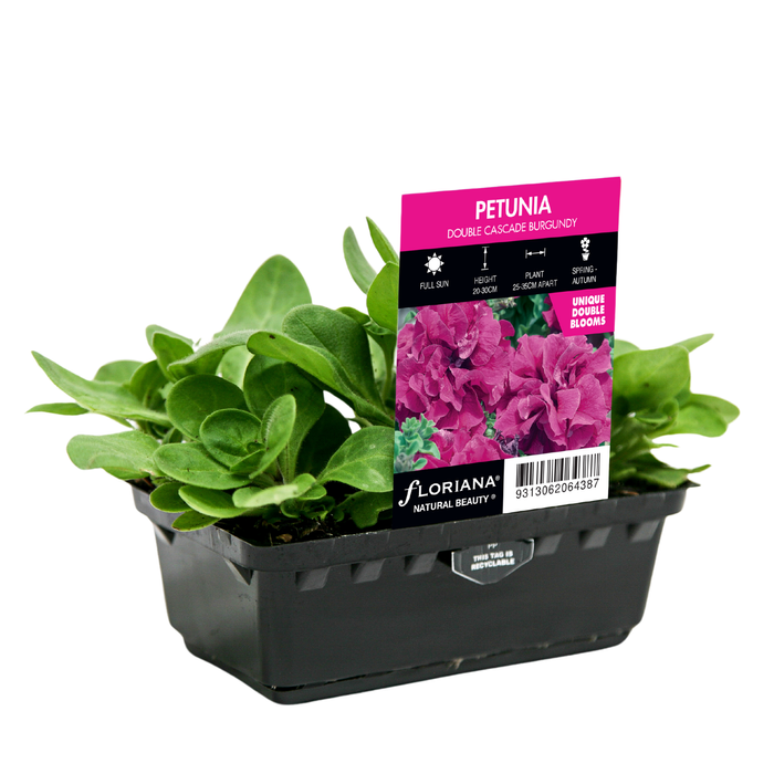 Punnet Petunia Cascade Double Burgundy - Petunia x hybrida