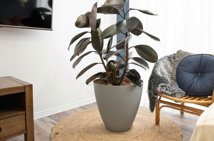 A large rubber plant in a white pot on a circular mat next to a cane seat