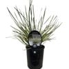 1.5L Lomandra White Sands