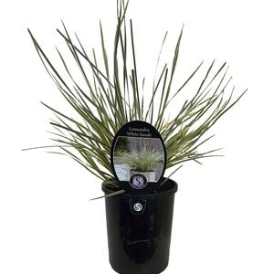 1.5L Lomandra White Sands